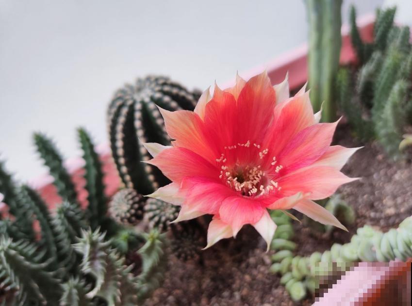 仙人球不开花？催花方法很多，做好这4点即可！