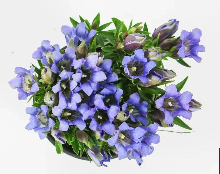 天冷才开的龙胆花，爆了上百朵，零度之下照样美！