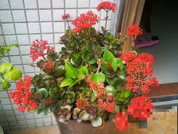 最大的长寿老桩,7年时间,养成盆景! 最大的长寿老桩,7年时间,养成盆景!