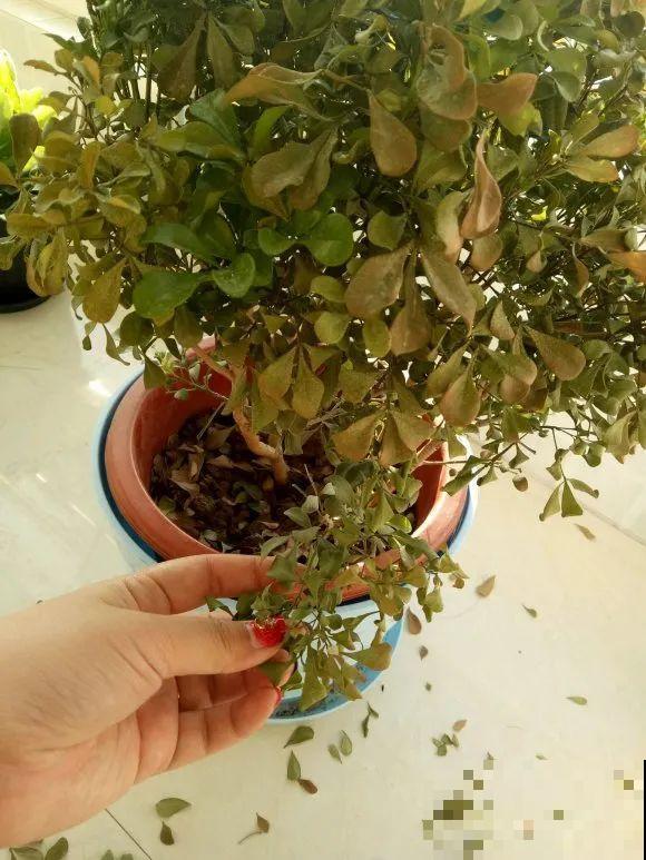 11月,千万别买这种花,养不活惹一肚子气! 11月,千万别买这种花,养不活惹一肚子气!