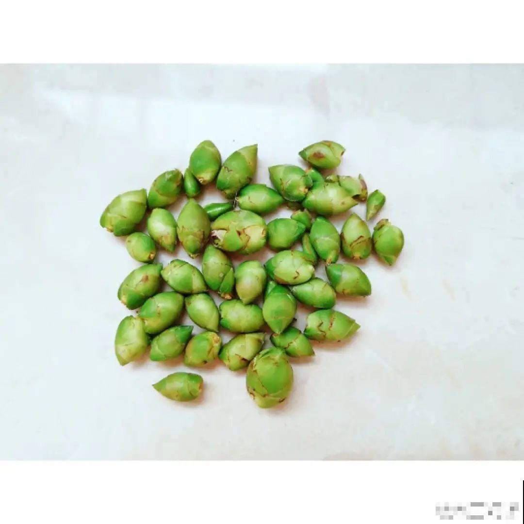 蟹爪兰冒了100个花苞，被她剪了70个，心疼！