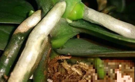 10月养花掐一掐,掐完就来花,盆都塞不下! 10月养花掐一掐,掐完就来花,盆都塞不下!