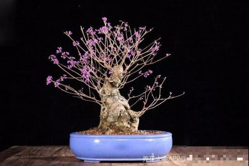 白菜在家养了8年,养成了老桩,长得可旺盛! 白菜在家养了8年,养成了老桩,长得可旺盛!