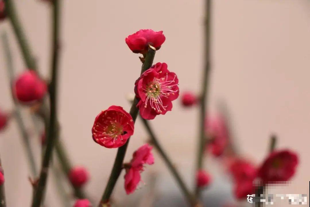 你在哪个城市，最适合养的花就是它！