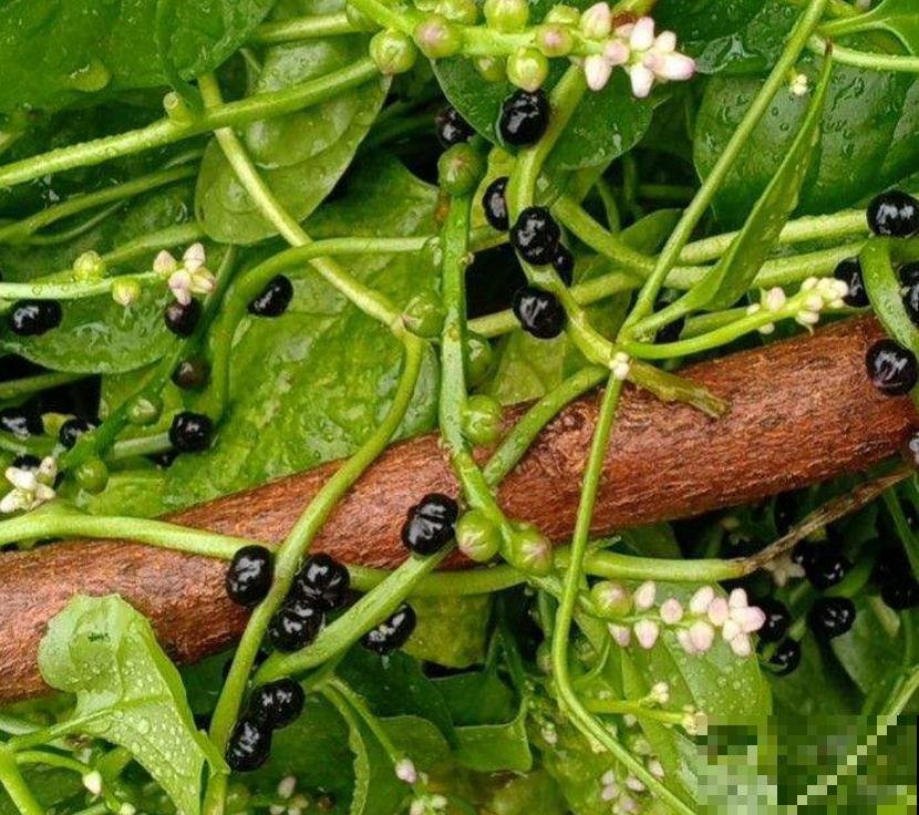 落葵益处多,好吃还有营养,养几棵赚大了! 落葵益处多,好吃还有营养,养几棵赚大了!