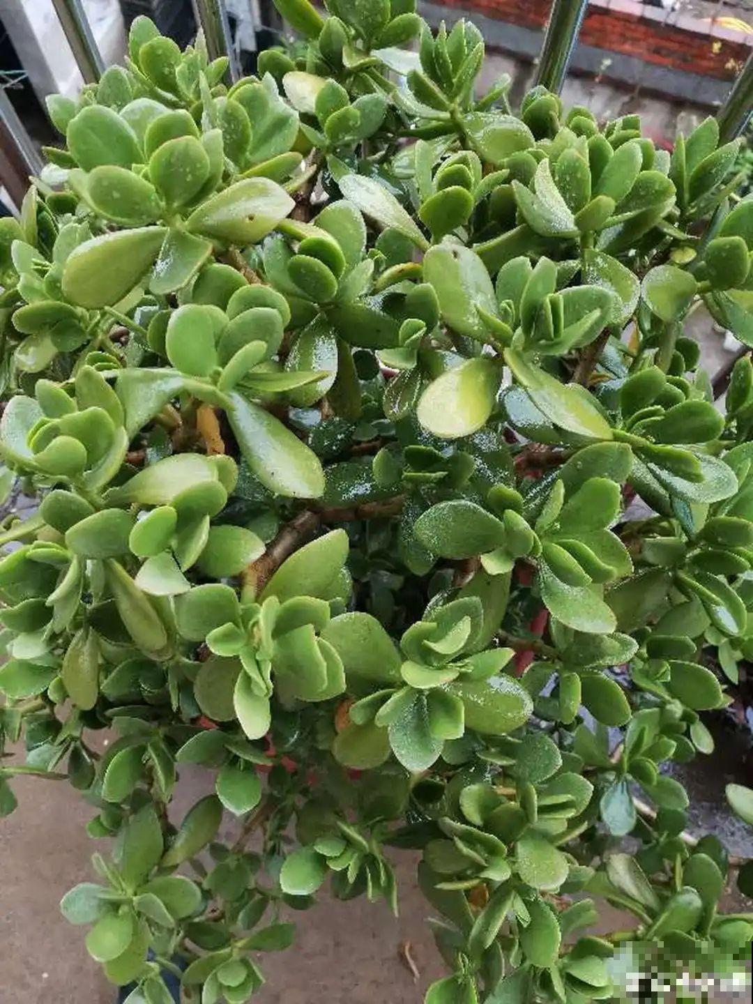 10种花少浇水，天冷容易涝根，旱一旱才长得旺