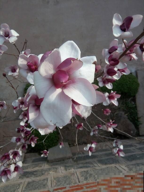 4种花有神秘特性，花和叶子不相见，原来关键在于温度