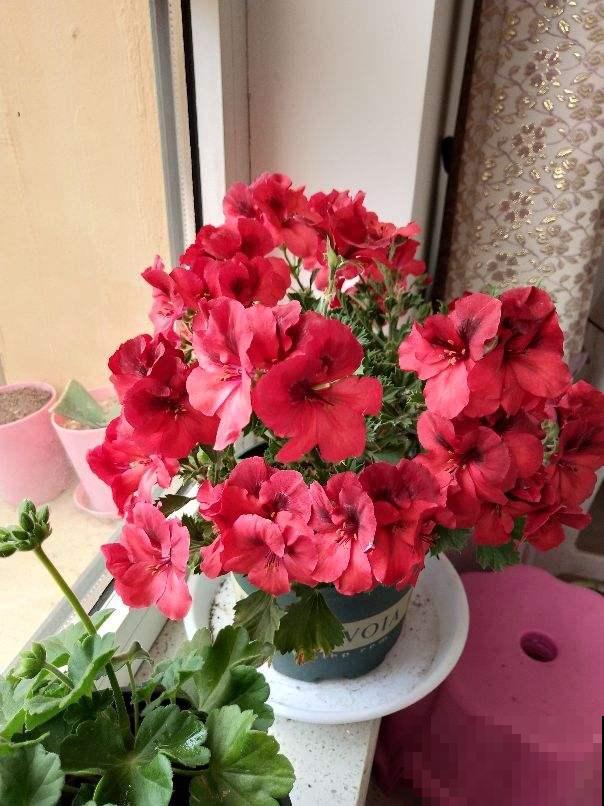 南北方养花有差别，要根据环境来养花，不能一概而论