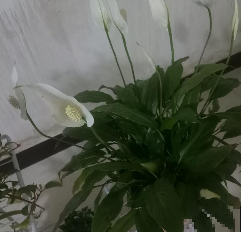 一帆风顺特怕冷，找个塑料袋，顺顺当当过冬！