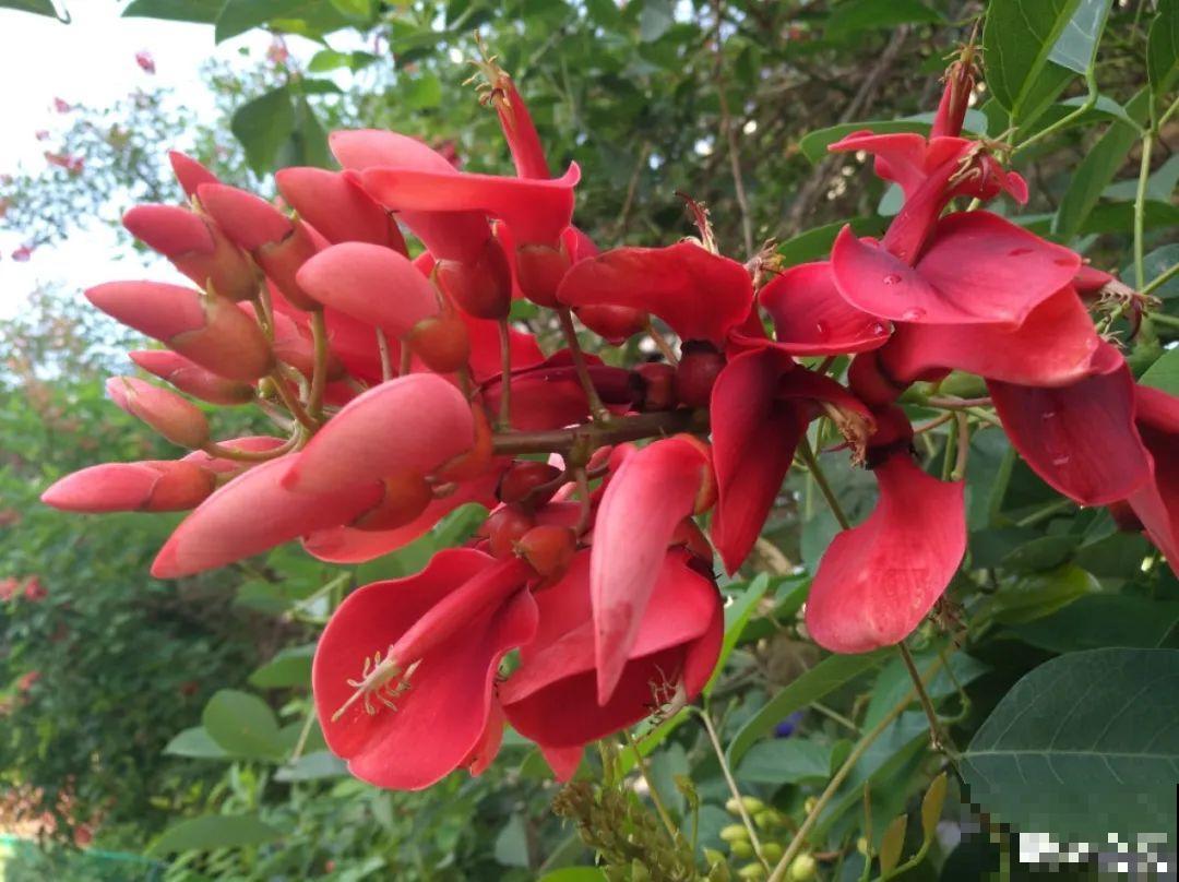 你在哪个城市，最适合养的花就是它！