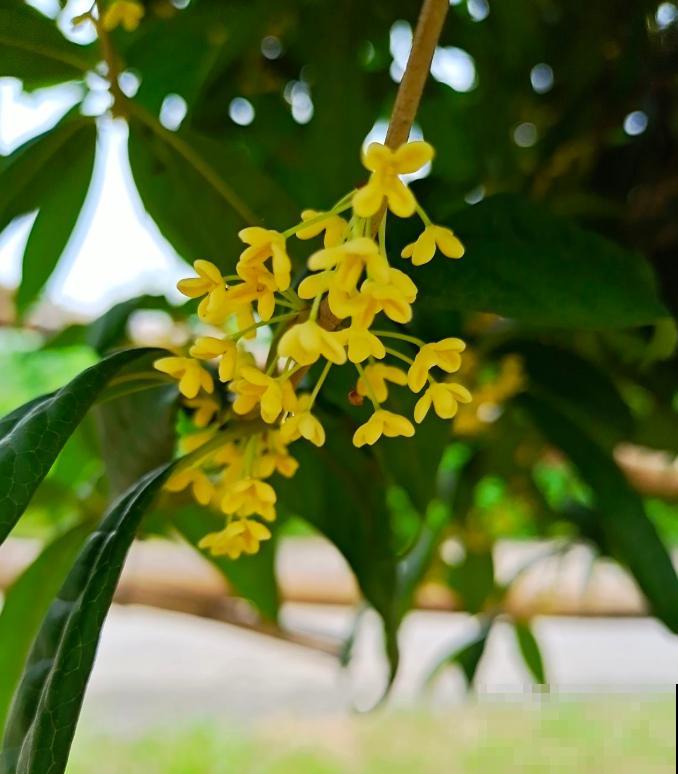 秋日开花多，美景拍下来，留住最美一刻