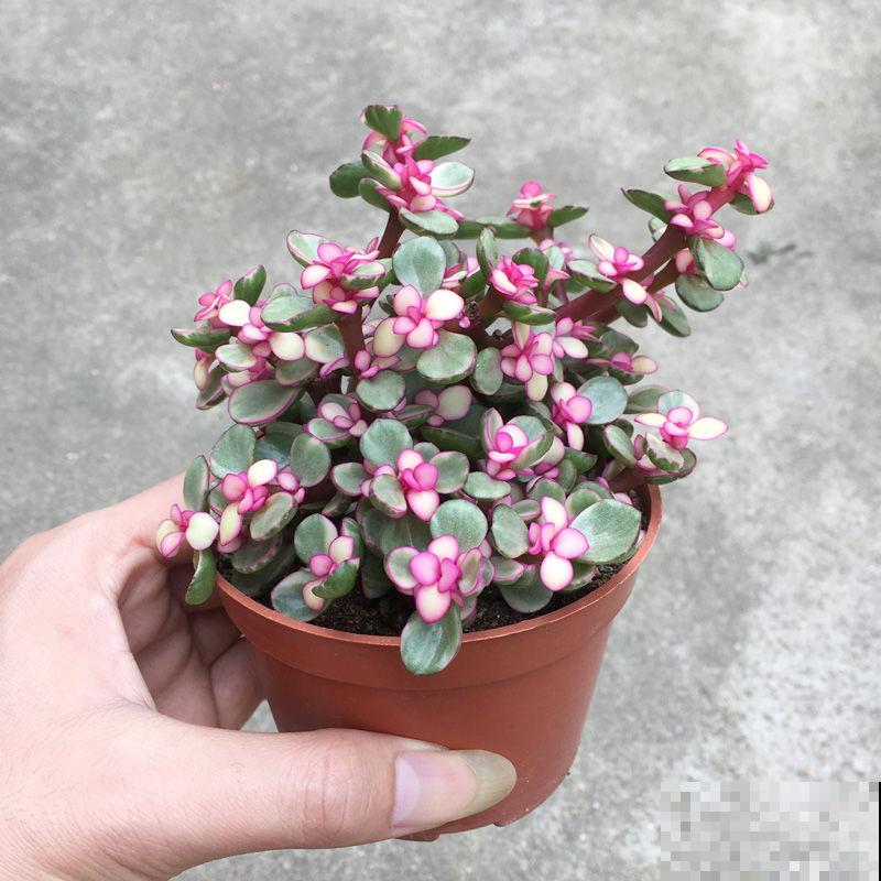 买到药锦怎么办？狠心切一切，还是一棵好花树！