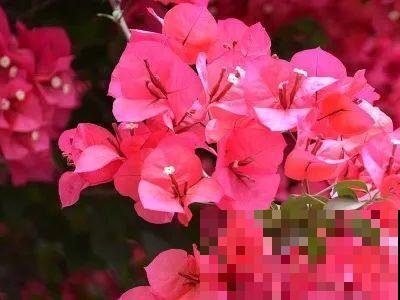 十月养这花,撸叶子、少浇水,10天冒出大花苞! 十月养这花,撸叶子、少浇水,10天冒出大花苞!