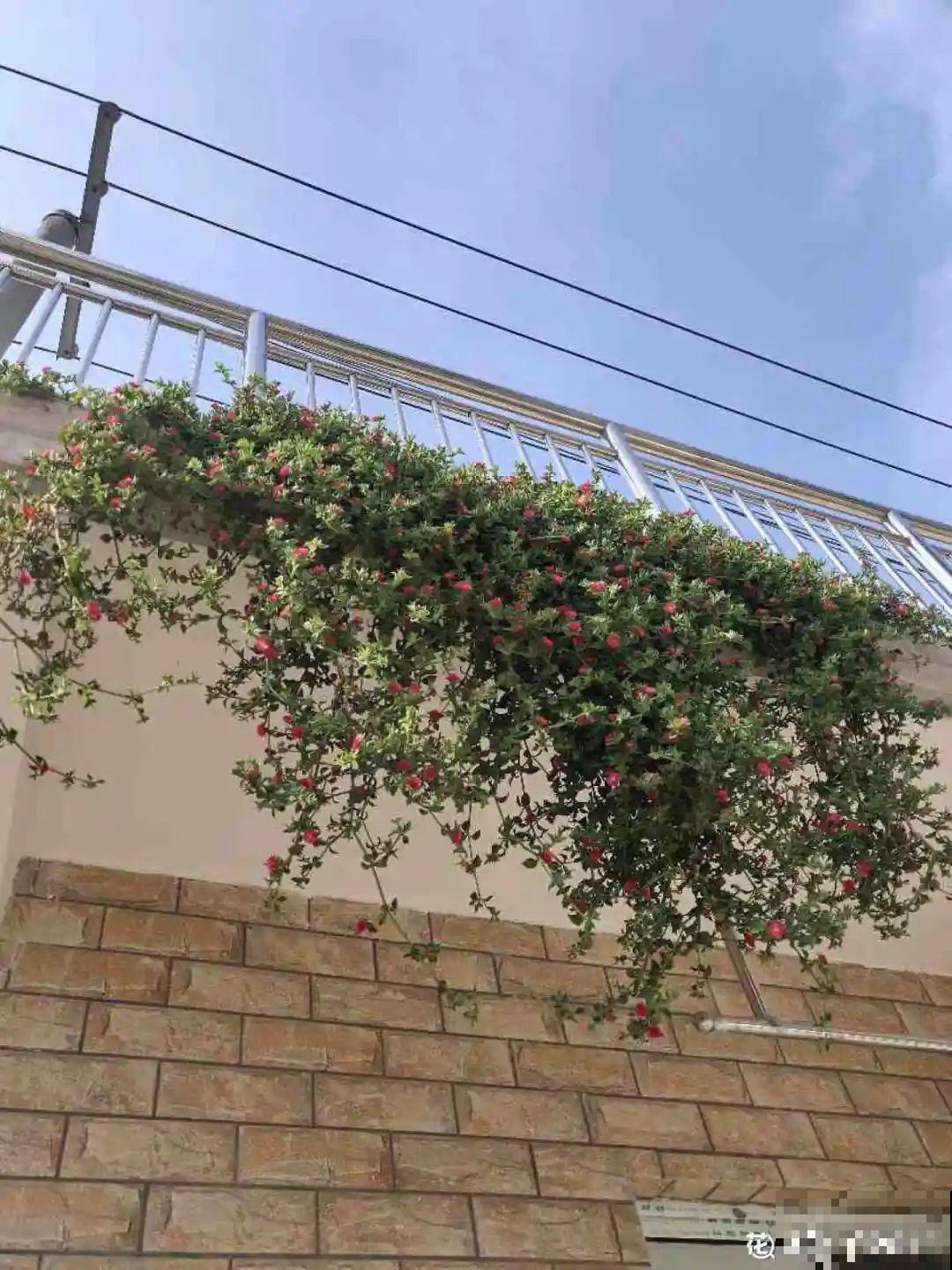 这种花特抗冻,不怕严寒,养死算我输! 这种花特抗冻,不怕严寒,养死算我输!