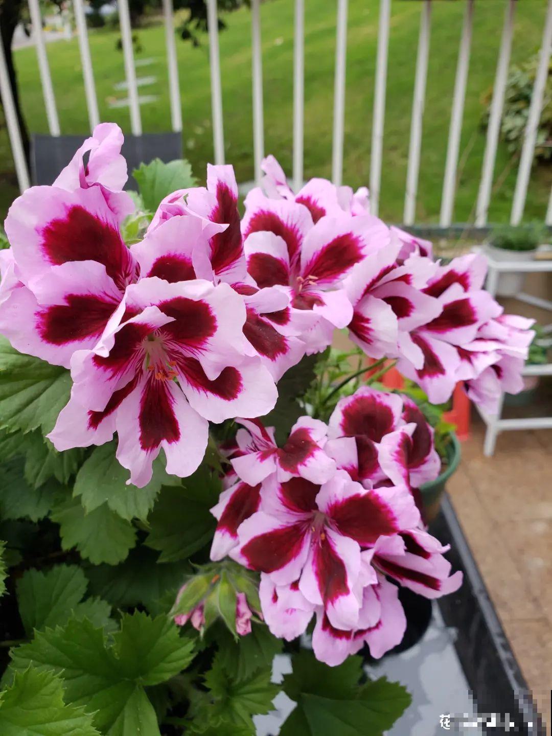 南方花友请注意，这几种花先别买，买回家就挂！