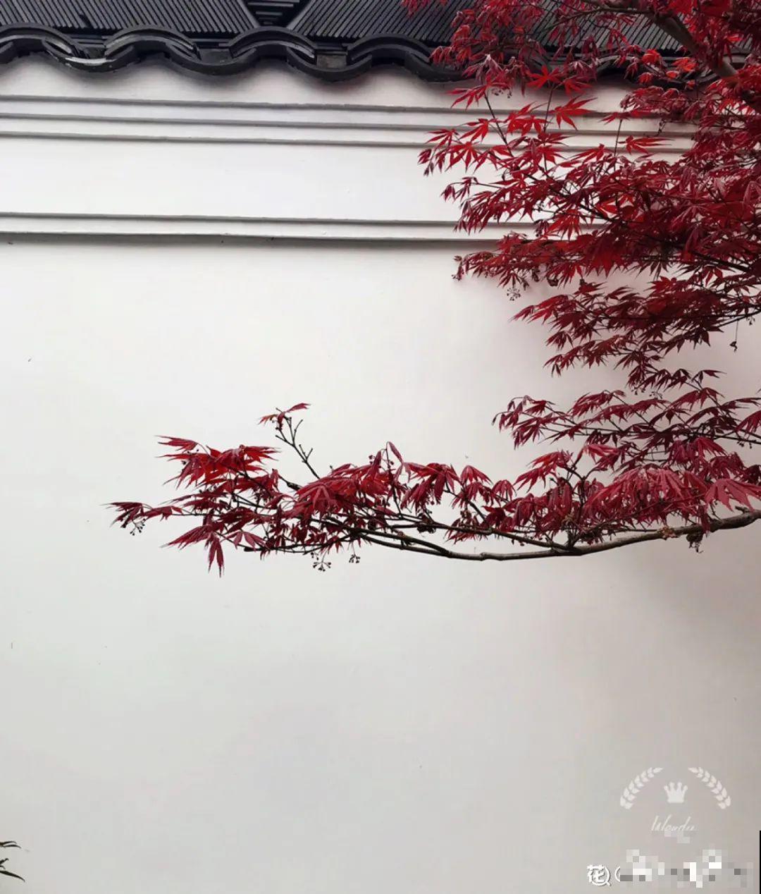 南方花友请注意，这几种花先别买，买回家就挂！