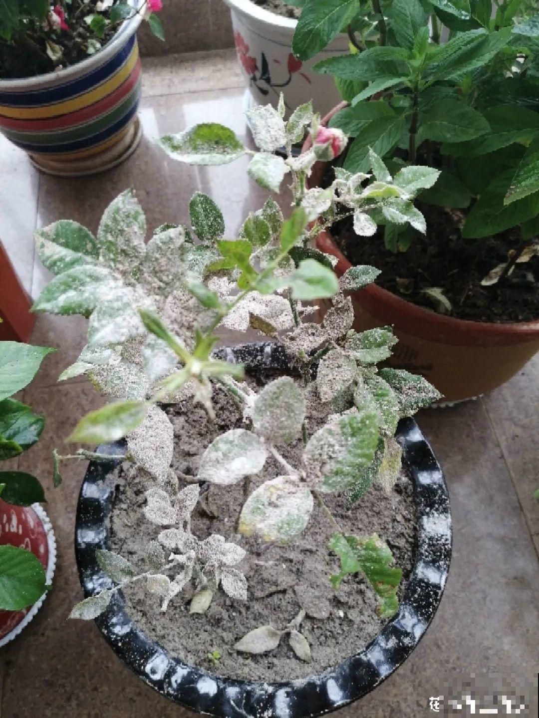 杀虫的好时机到了,虫卵一窝端,来年再也不生虫! 杀虫的好时机到了,虫卵一窝端,来年再也不生虫!