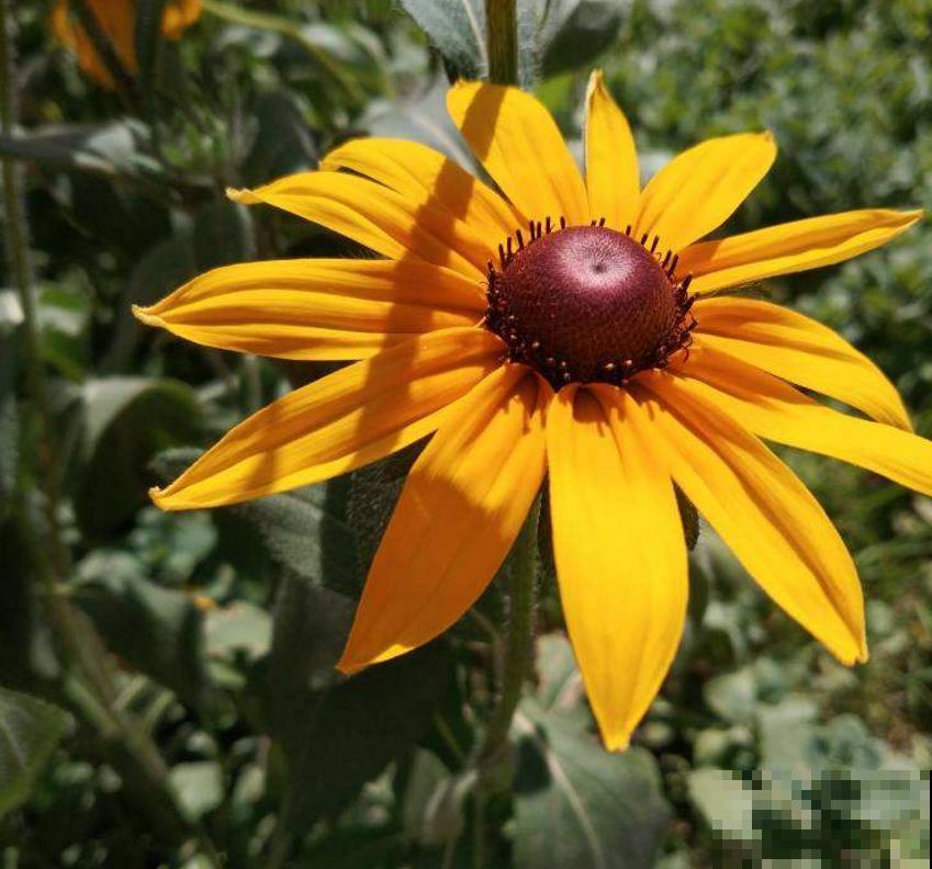 黑心菊特漂亮，院子里种一片黑心菊，太壮观！
