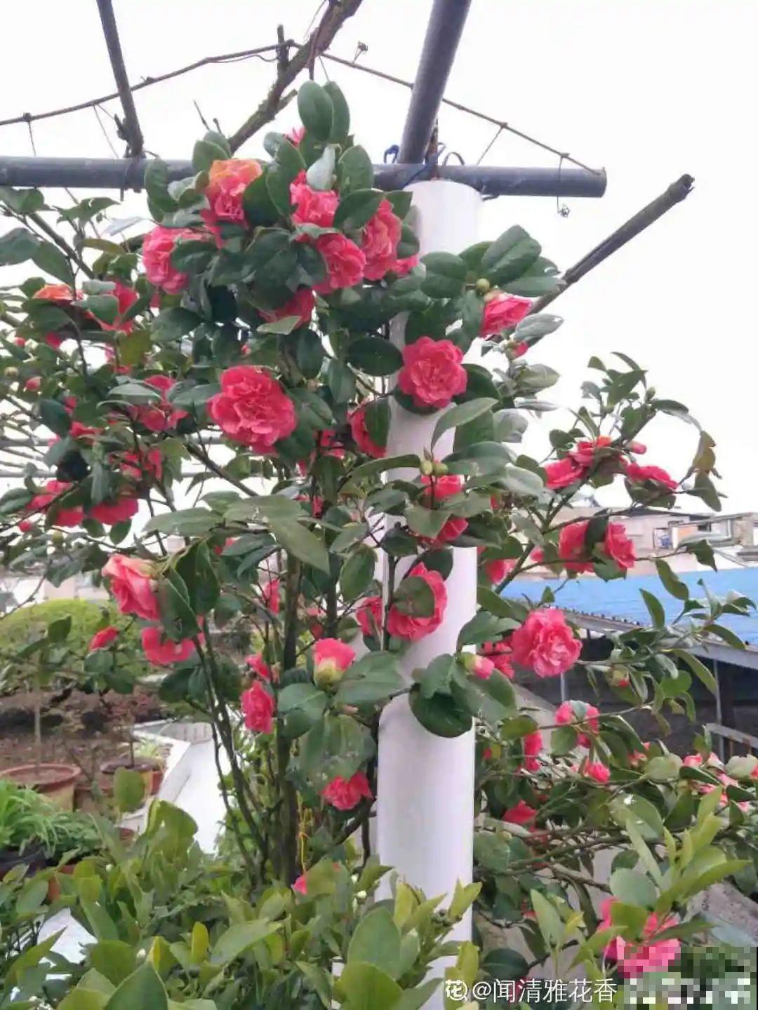 秋天开始降温了,9种花放外面冻一冻,开出饱满大花球 秋天开始降温了,9种花放外面冻一冻,开出饱满大花球