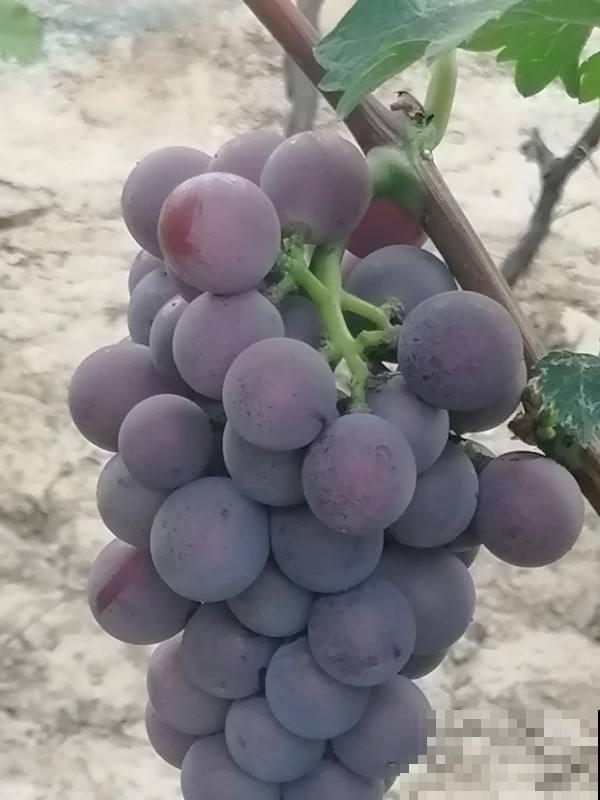 洗葡萄时加点面粉，灰尘都洗干净，吃着更放心