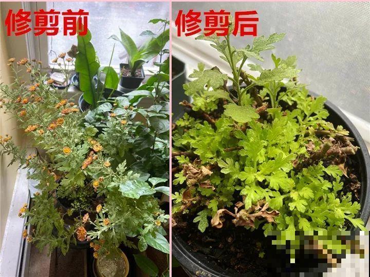霜降来临，茉莉抓紧剪一波，更抗冻，好过冬！