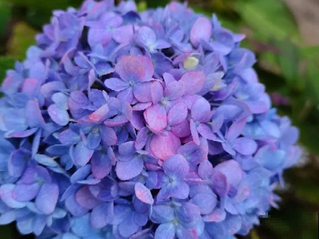 现在开始埋冬肥了,月季补一补,明年满枝爆花! 现在开始埋冬肥了,月季补一补,明年满枝爆花!