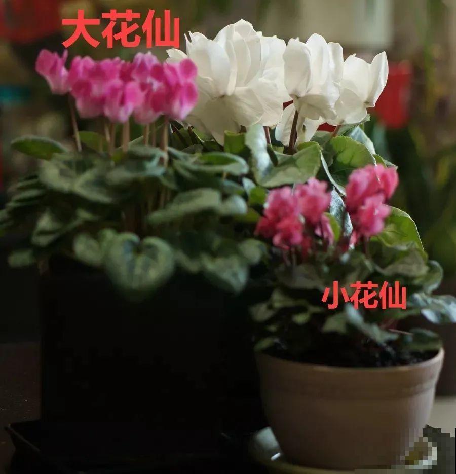 耐阴的仙客来，房间里养一盆，能开上百天！