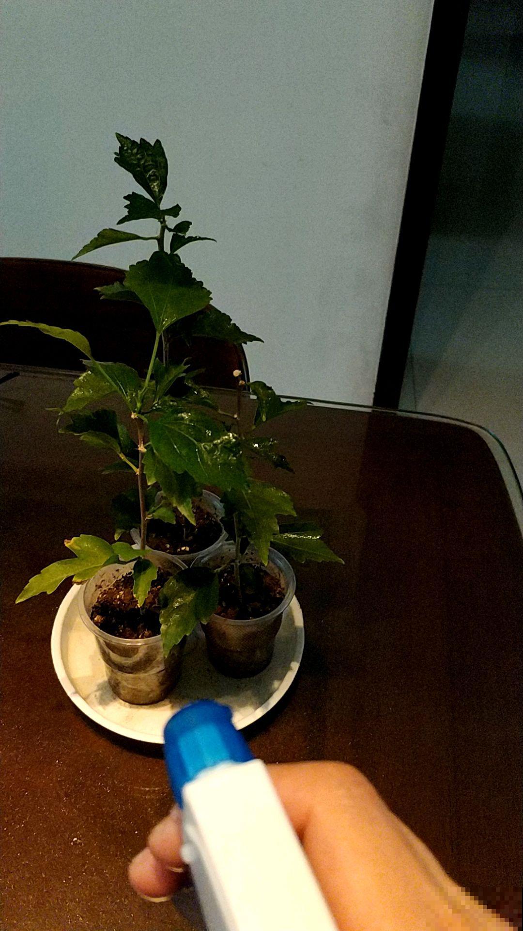 4种自制养花杀虫水，杀虫效果好，简单易学