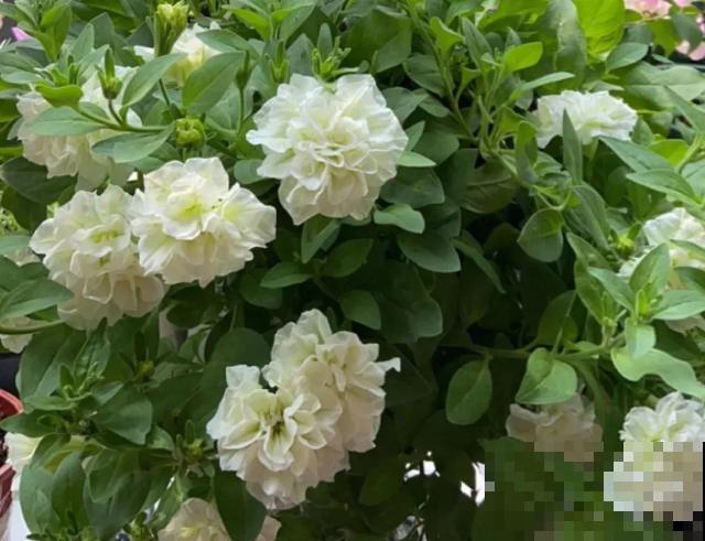 家里养盆矮牵牛，狠心掐一掐，开花更易爆盆