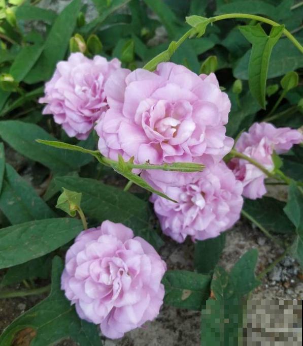 家里养了鱼腥草，吃都吃不完，泛滥了！