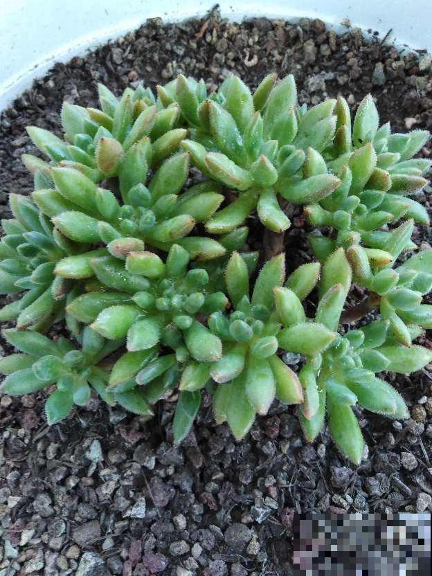 养多肉最重要的是养根，沙土养护才最好，透气好根长得旺