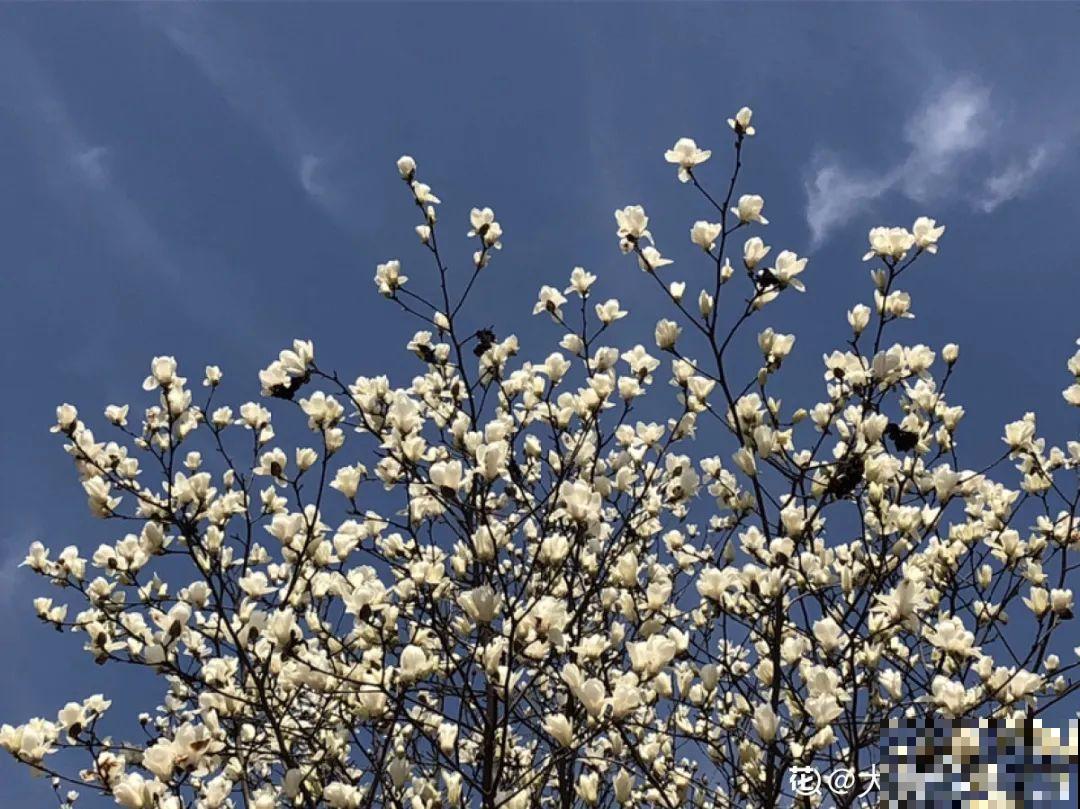 你在哪个城市，最适合养的花就是它！