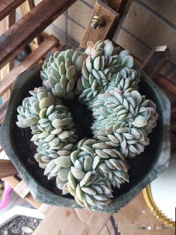 养多肉注意4个要点，新手也能养出缀化肉，看着特震撼