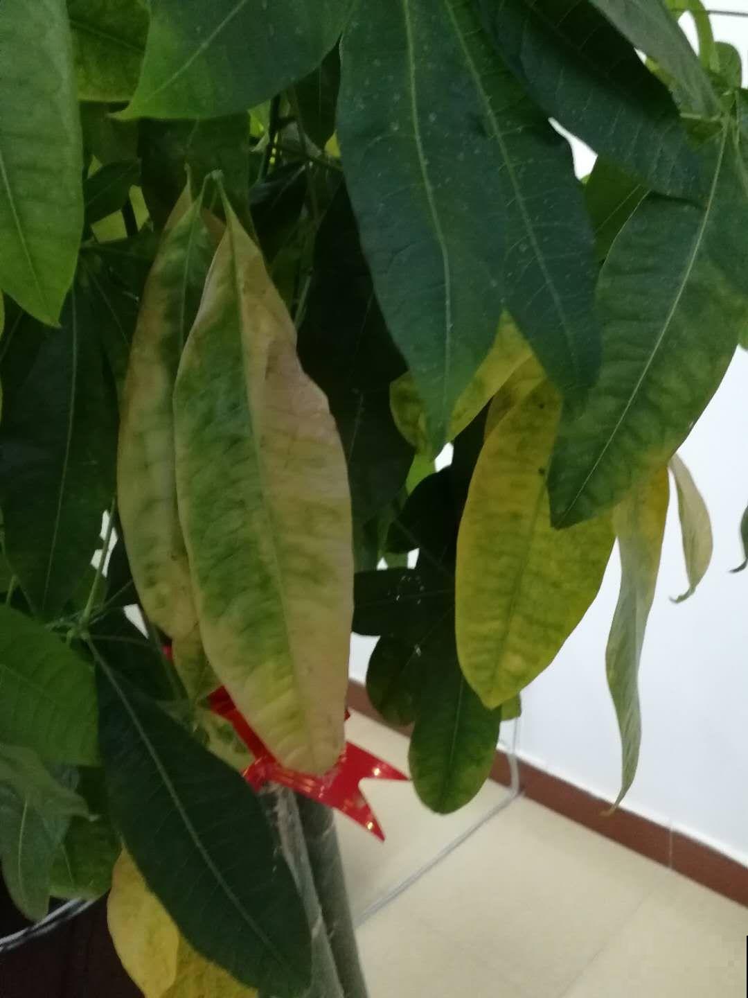 绿植过冬有讲究,太暖和,绿植也能得“暖气病”! 绿植过冬有讲究,太暖和,绿植也能得“暖气病”!