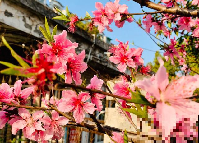 花是一种文化,每个传统节日,都有一种花 花是一种文化,每个传统节日,都有一种花