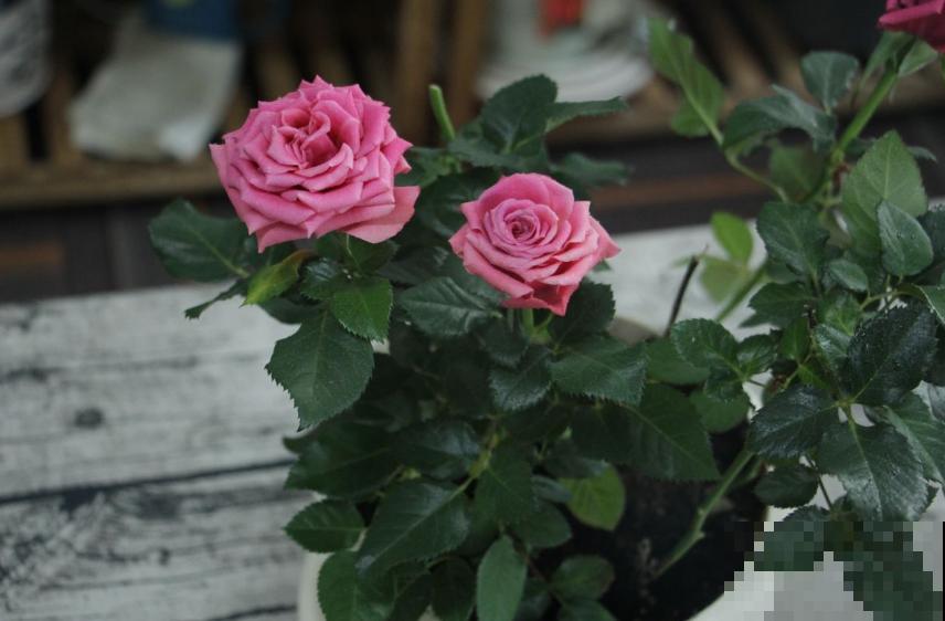 月季苗挑选很重要，规格选不对，努力白费！