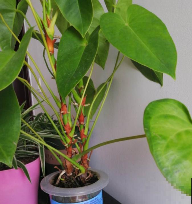 红掌长黄斑,千万别喷水,不然烂的更厉害 红掌长黄斑,千万别喷水,不然烂的更厉害