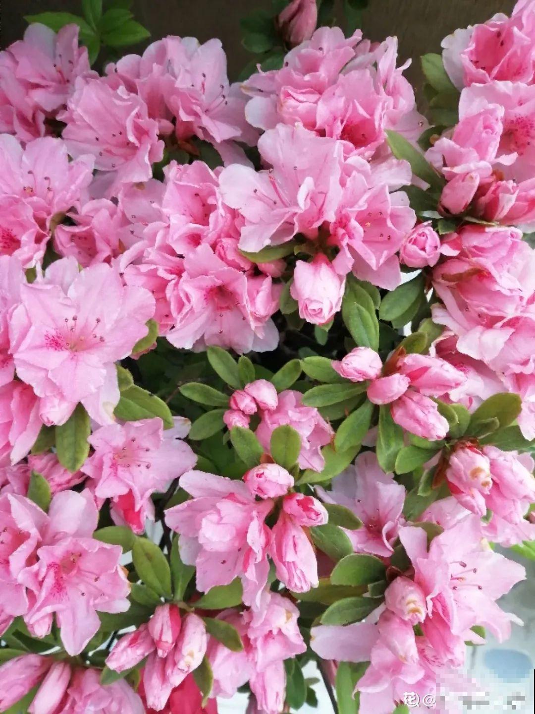 你在哪个城市，最适合养的花就是它！