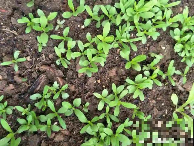 秋分后，绿化带捡种子，回家撒土里就活！