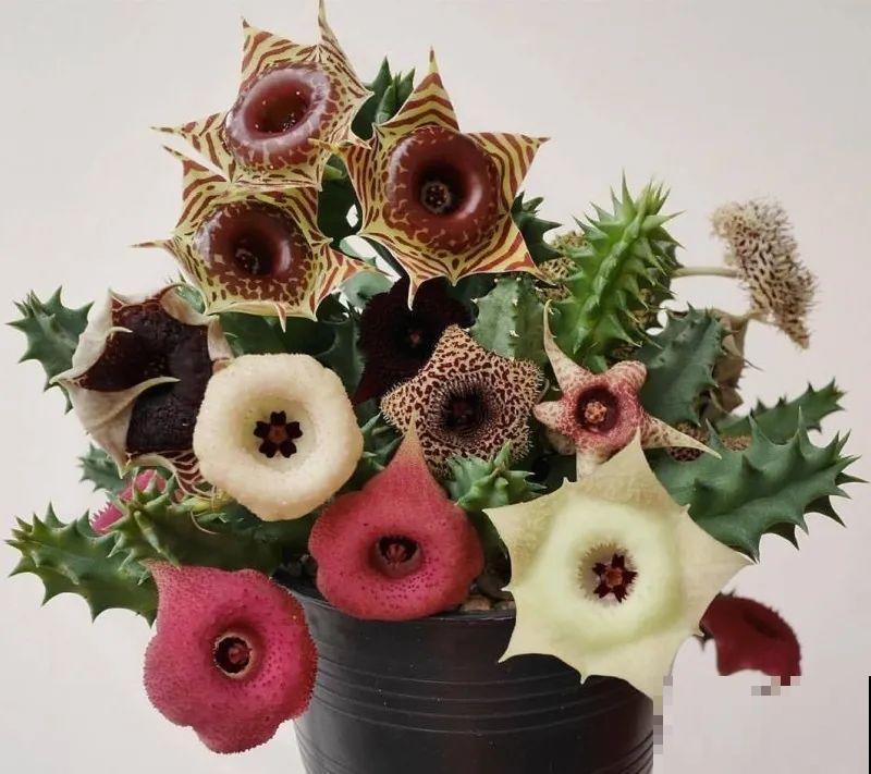 1种花叫大花犀角，闻久了头晕，家里养要小心！