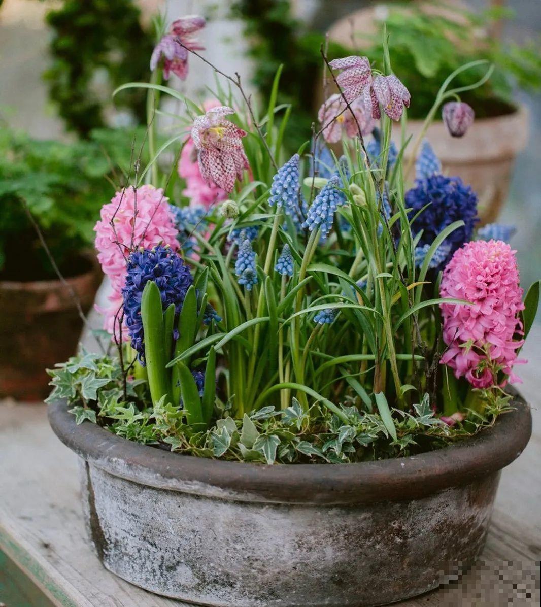 小盆养花好，大盆养花死，真准！