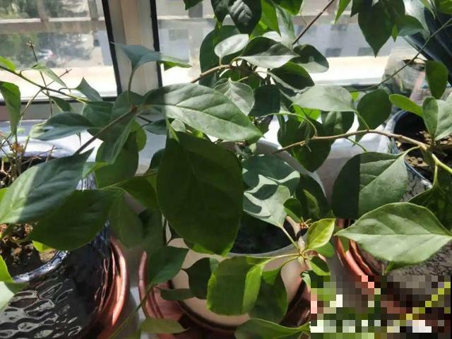 十月养这花,撸叶子、少浇水,10天冒出大花苞! 十月养这花,撸叶子、少浇水,10天冒出大花苞!