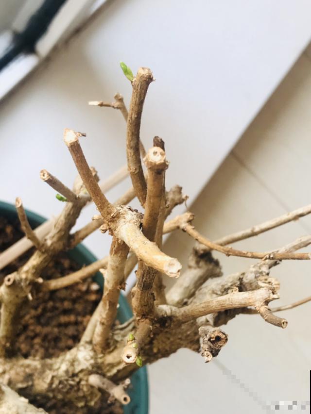 不长叶不长枝的花别买，都是骗人的，养不活浪费钱