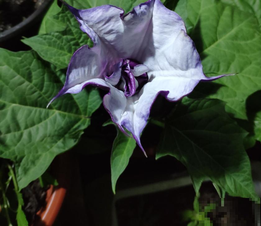 美艳毒辣的曼陀罗，一不小心就中毒，人人看了绕路走！