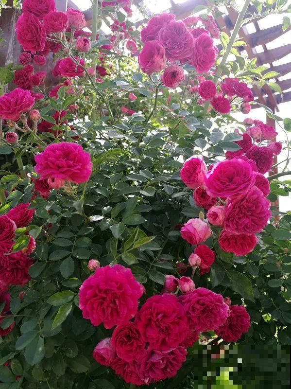 家里有院子,养一株红木香特合适,半年爬满藤,开成大花墙 家里有院子,养一株红木香特合适,半年爬满藤,开成大花墙