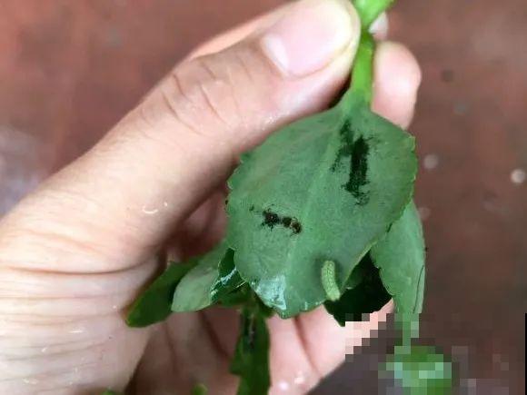 养花不能随意,一不小心就死翘翘,心太累! 养花不能随意,一不小心就死翘翘,心太累!