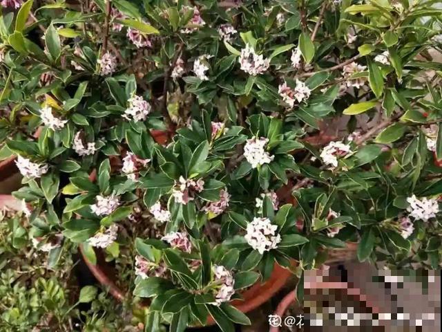 冬天养盆香水花，满屋子飘香，异味都赶跑了！