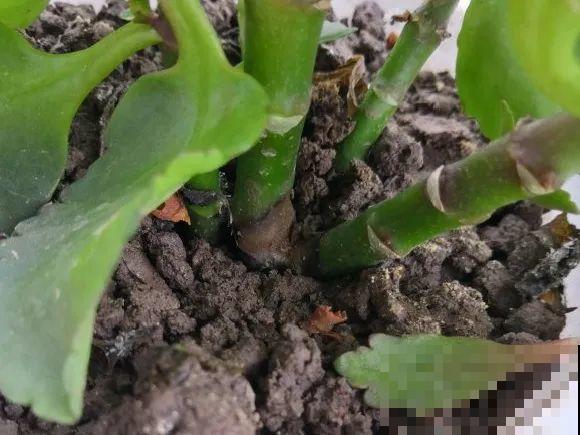 养花不能随意,一不小心就死翘翘,心太累! 养花不能随意,一不小心就死翘翘,心太累!