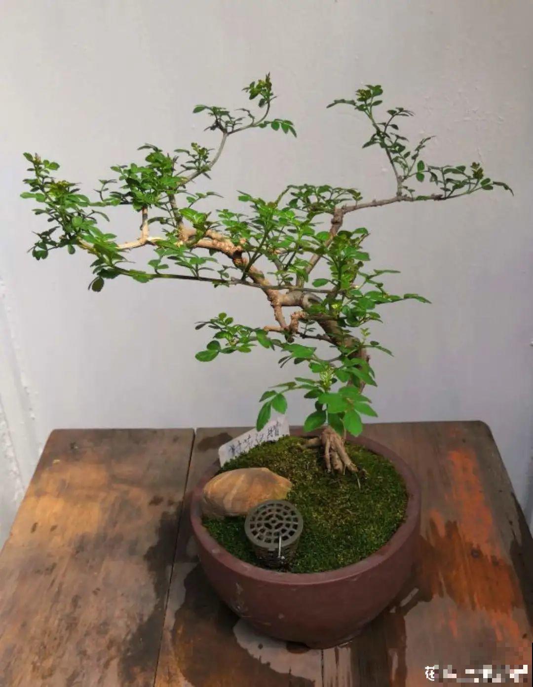 农村当柴火的花，花市卖得可贵，你认识几种？