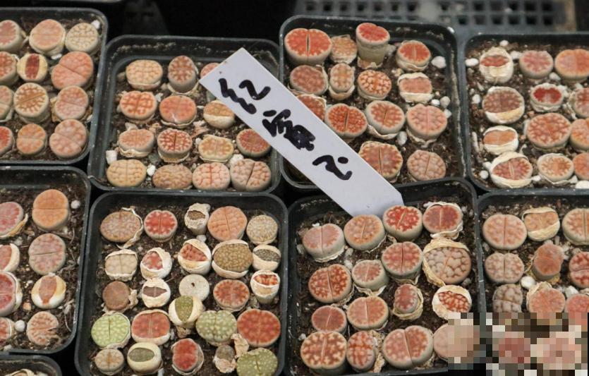 生石花开花别错过，抓紧时间授粉，结出种子美滋滋！